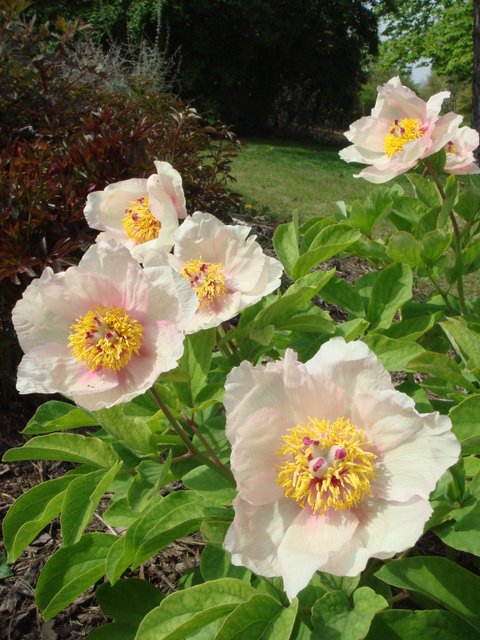 Paeonia mascula mascula fleur